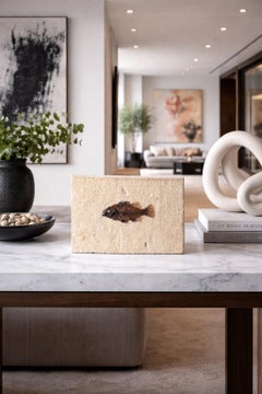 Detailed Fossilised Fish from the famed Green River Formation, Wyoming