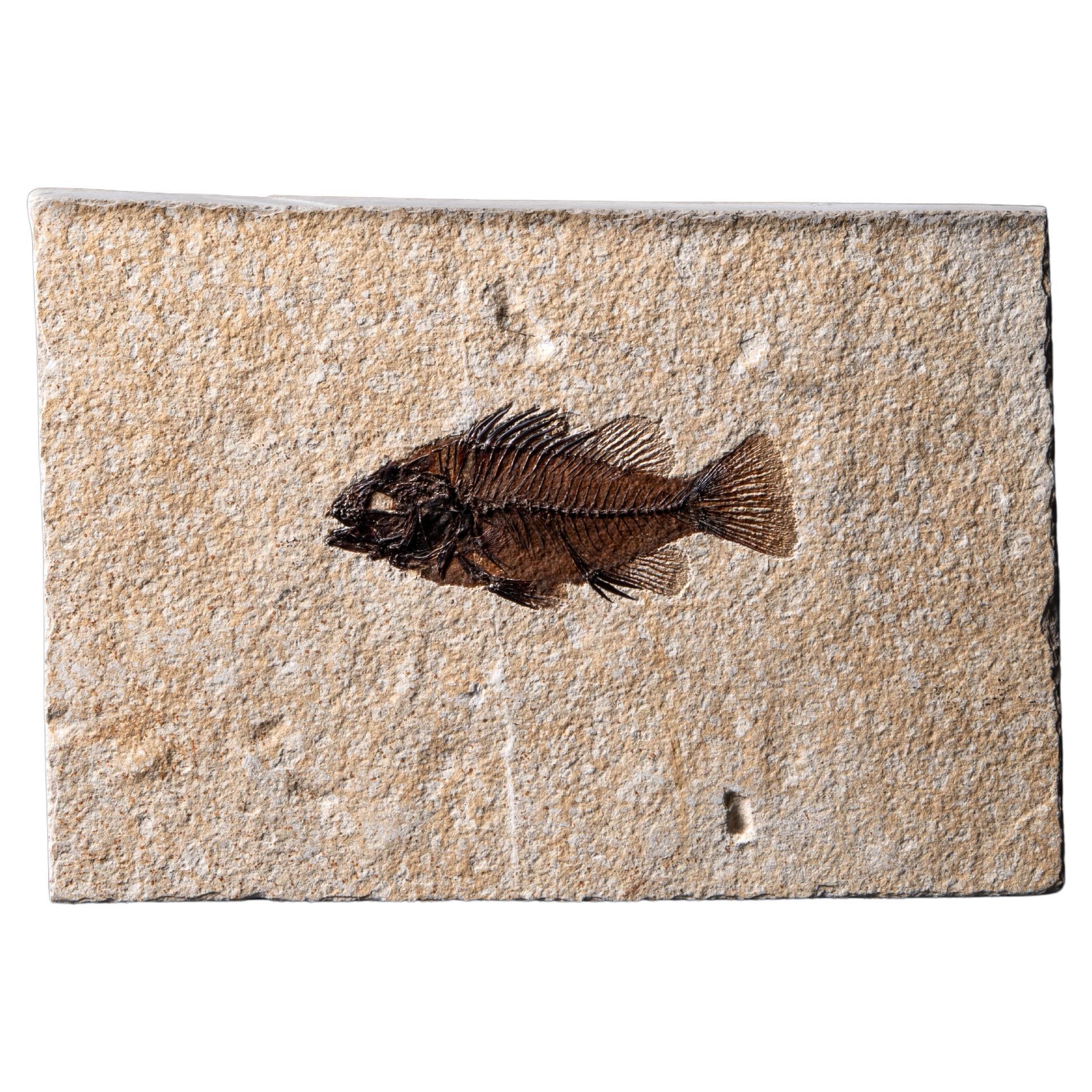 Detailed Fossilised Fish from the famed Green River Formation, Wyoming