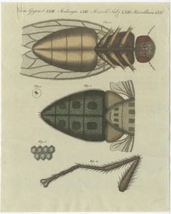 Detailed Hand-Colored Antique Print of a Housefly, Viewed Microscopically