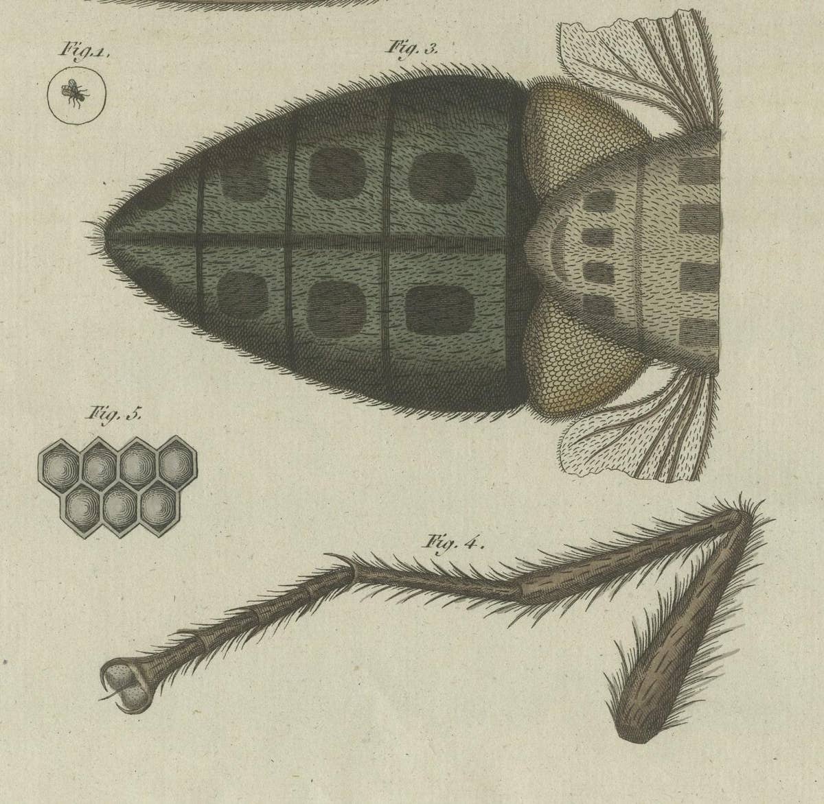 Detailed Hand-Colored Antique Print of a Housefly, Viewed Microscopically