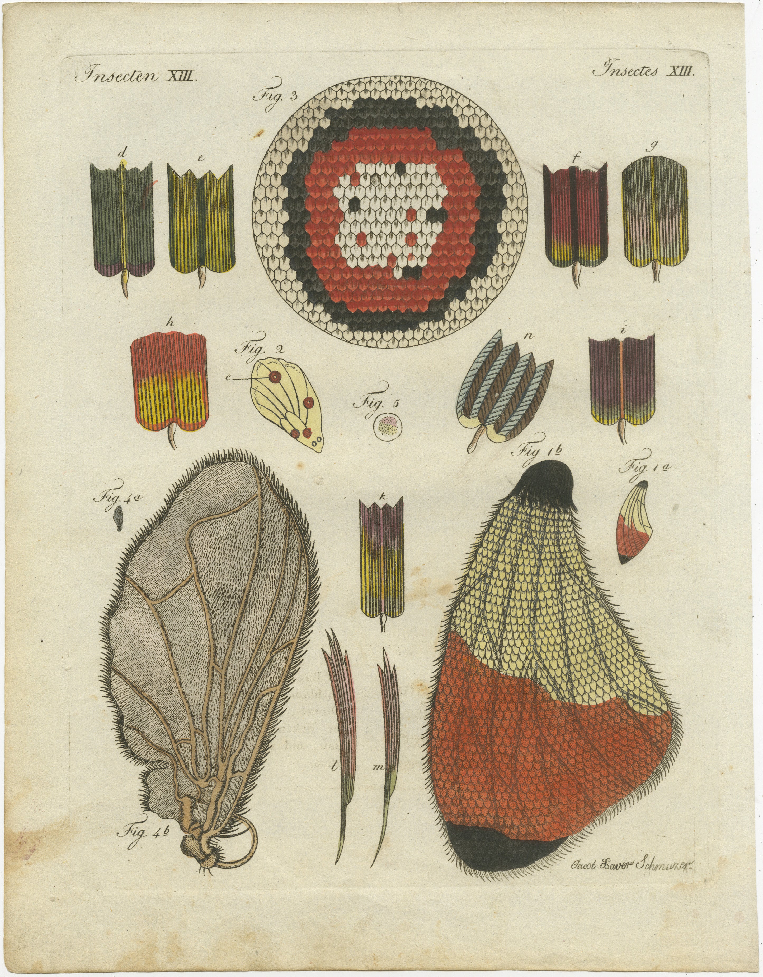 Titel: Detaillierte Studie der Flügelstrukturen eines Schmetterlings, Handkolorierter Kupferstich von 1798

Beschreibung: Dieser handkolorierte Kupferstich aus dem 