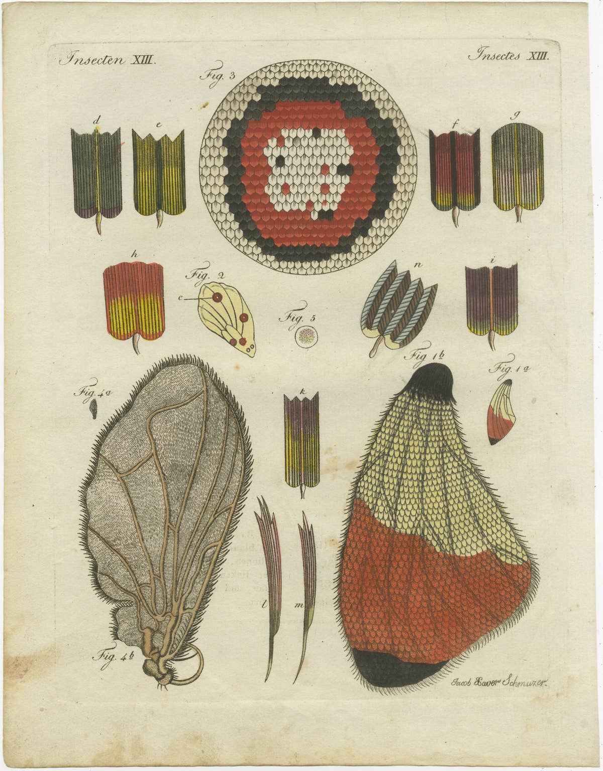 Detailed Study of Butterfly Wing Structures, 1798 Hand-Colored Engraving
