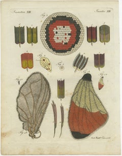 Detailed Study of Butterfly Wing Structures, 1798 Hand-Colored Engraving