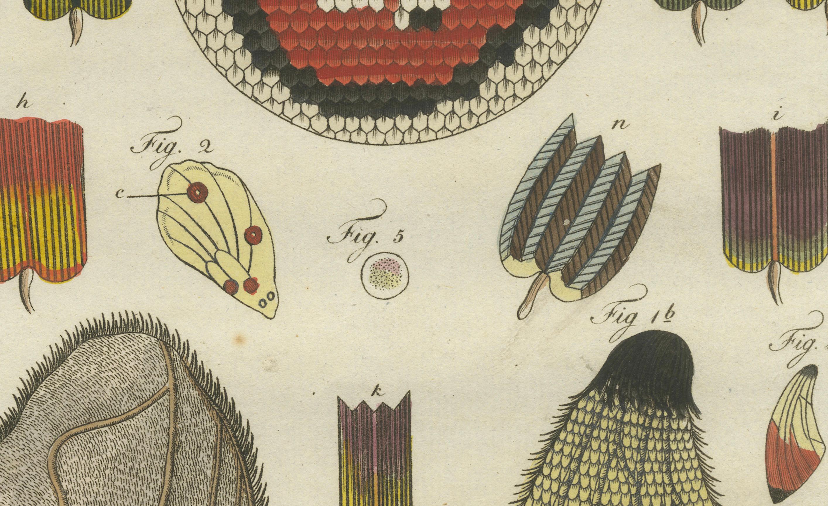 Detaillierte Studie der Schmetterlingsflügelstrukturen, handkolorierte Gravur, 1798 (Graviert) im Angebot