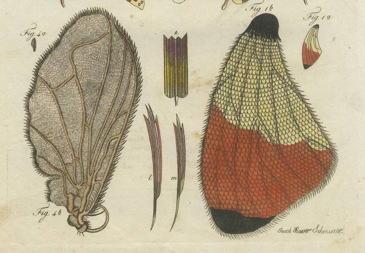 Detailed Study of Butterfly Wing Structures, 1798 Hand-Colored Engraving