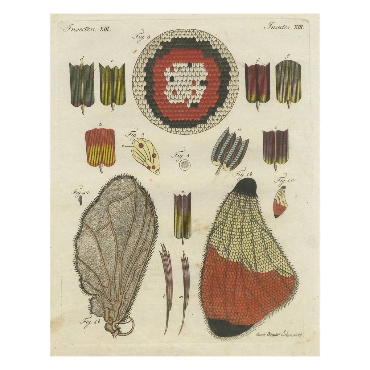 Detailed Study of Butterfly Wing Structures, 1798 Hand-Colored Engraving