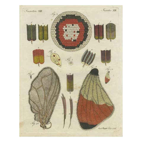 Detailed Study of Butterfly Wing Structures, 1798 Hand-Colored Engraving