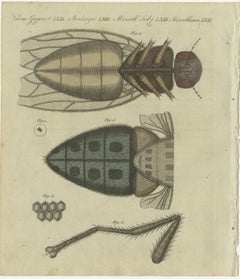 Detailed Study of the Housefly: Anatomy Under the Microscope, Bertuch, 1805