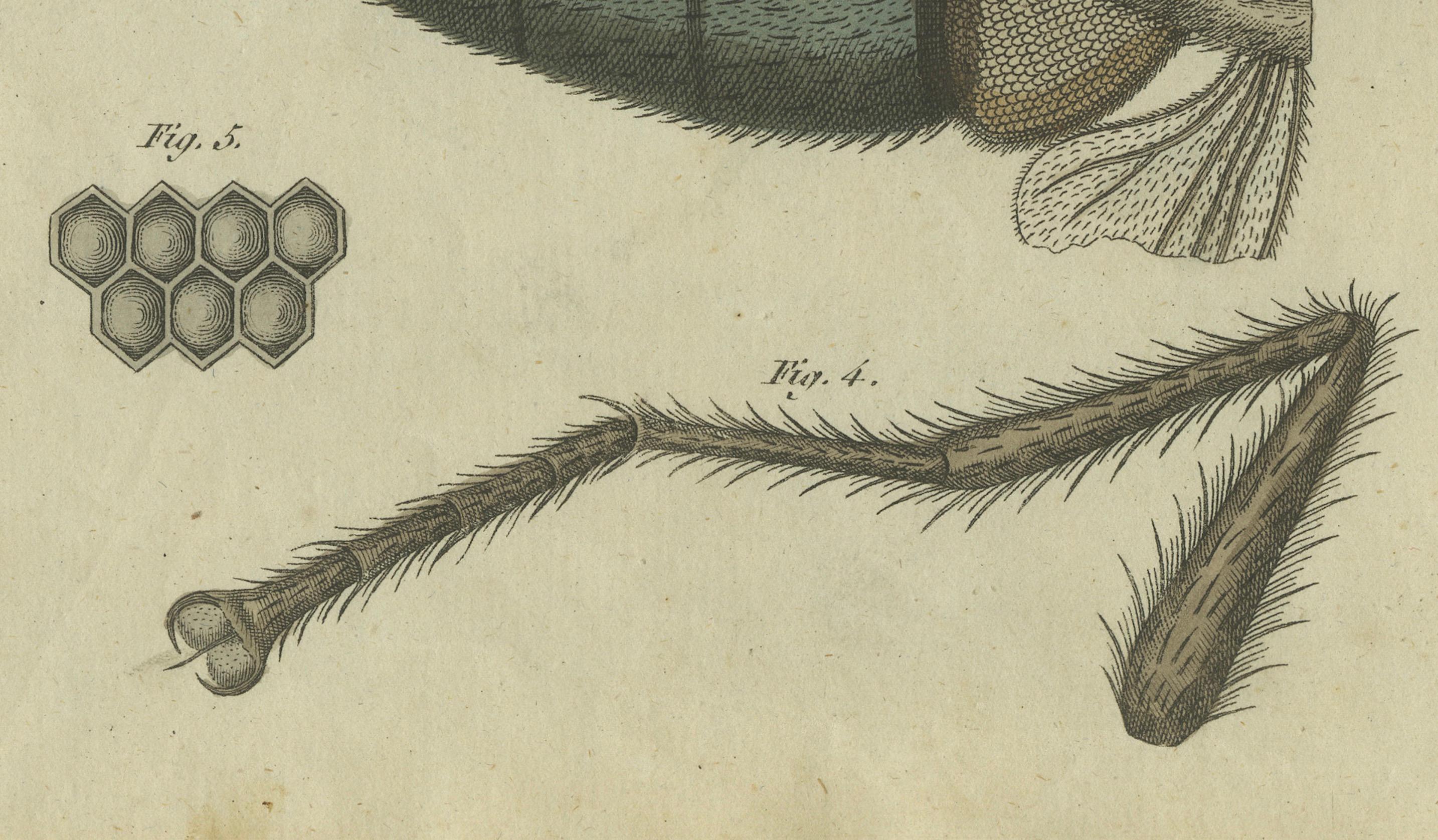 Inciso Studio dettagliato della mosca domestica: Anatomia al microscopio, Bertuch, 1805 in vendita