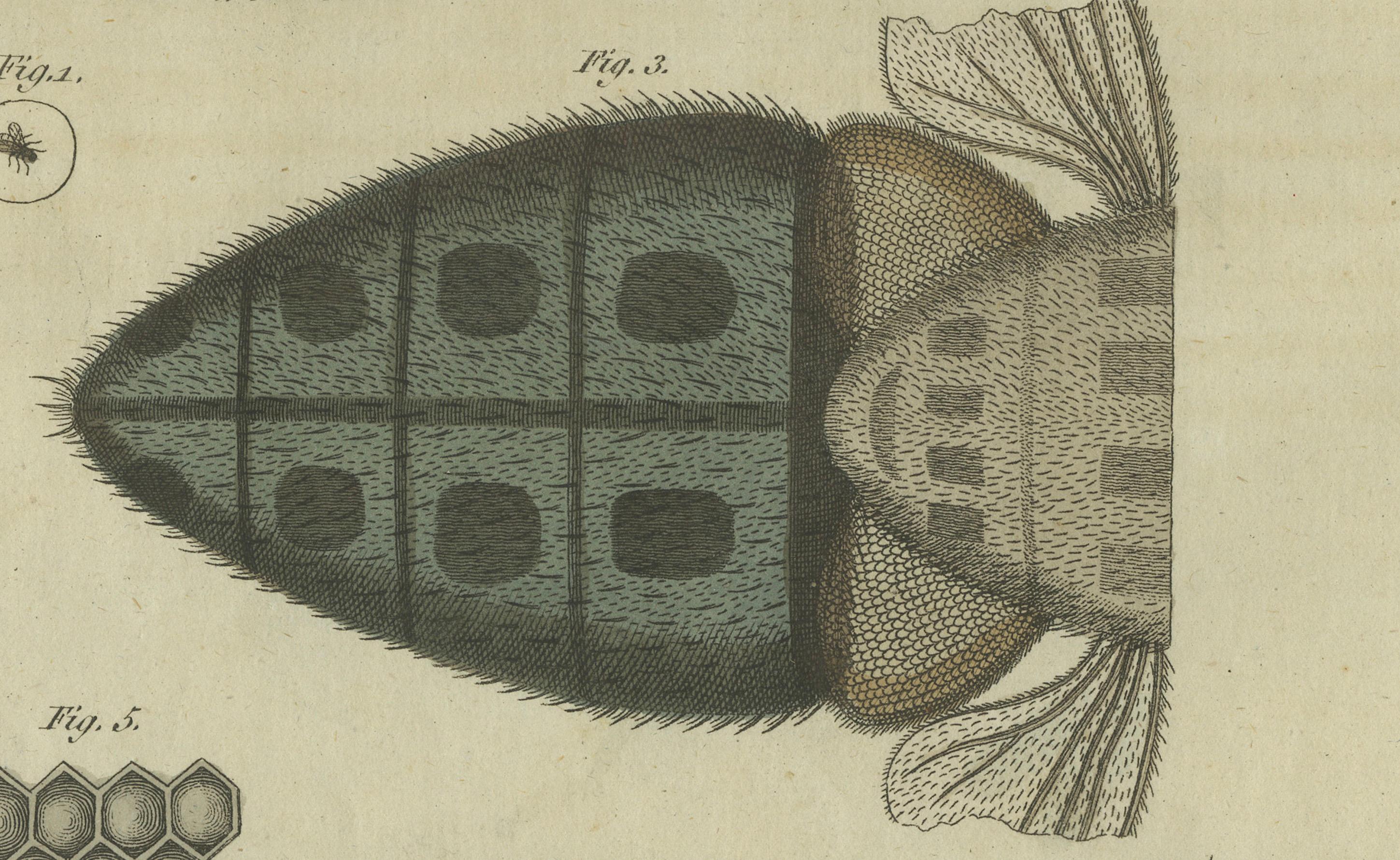 Studio dettagliato della mosca domestica: Anatomia al microscopio, Bertuch, 1805 In condizioni buone in vendita a Langweer, NL