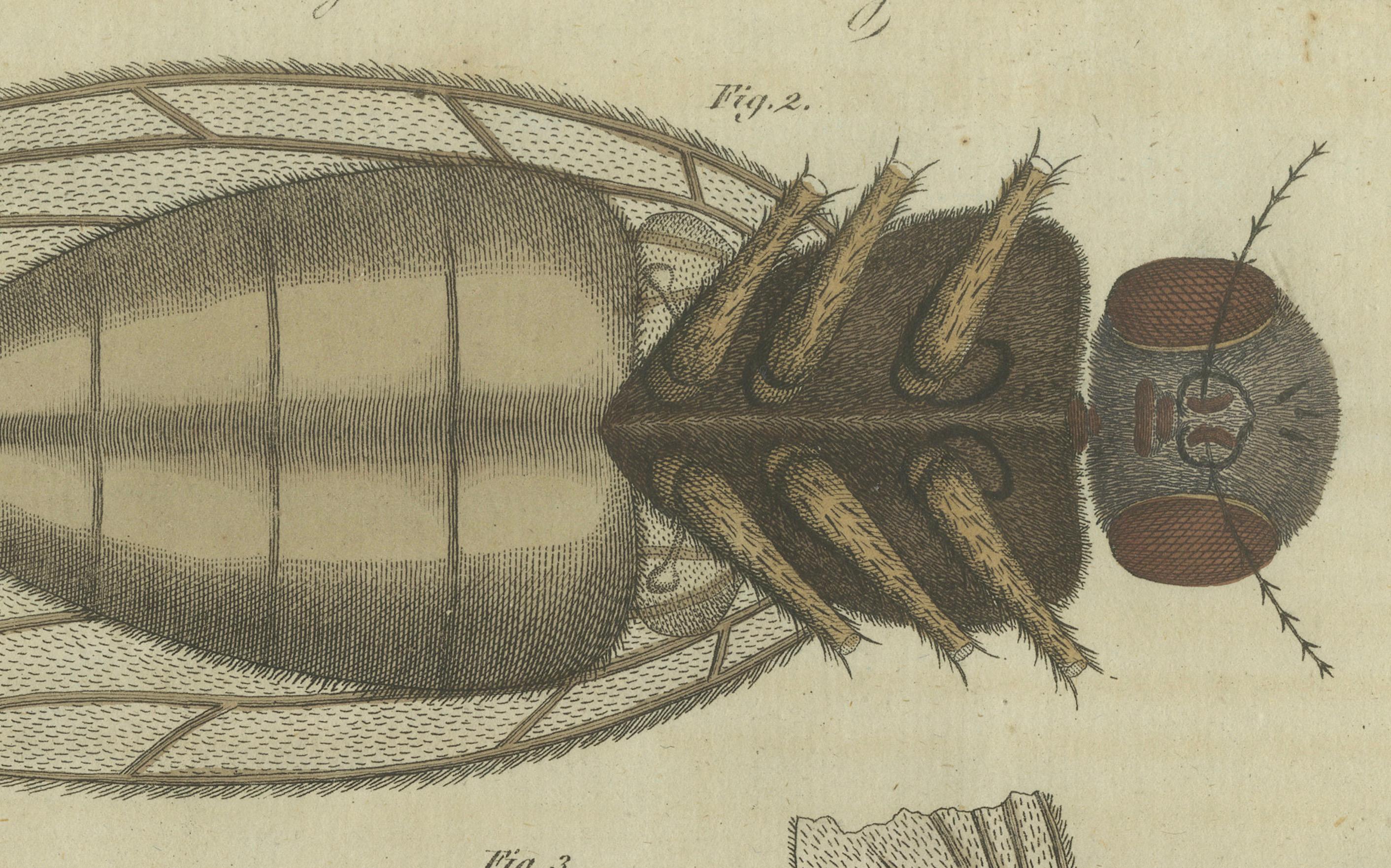 Inizio XIX secolo Studio dettagliato della mosca domestica: Anatomia al microscopio, Bertuch, 1805 in vendita
