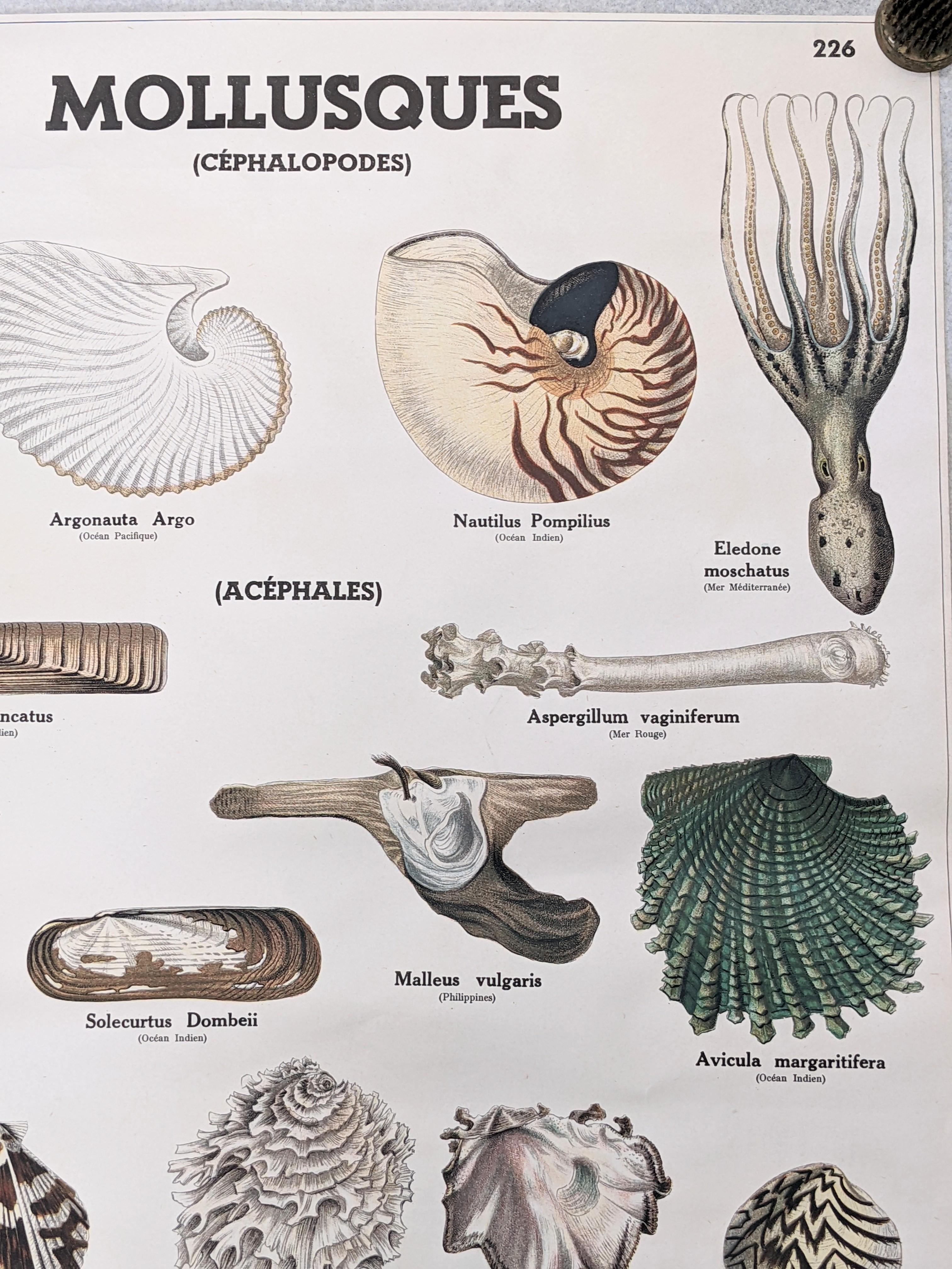 Stampe Deyrolle, Parigi, Animali, Fauna e Flora in vendita 8