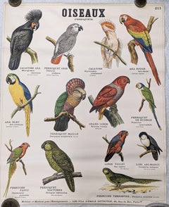 Estampas Deyrolle, París, Animal, Fauna y Flora