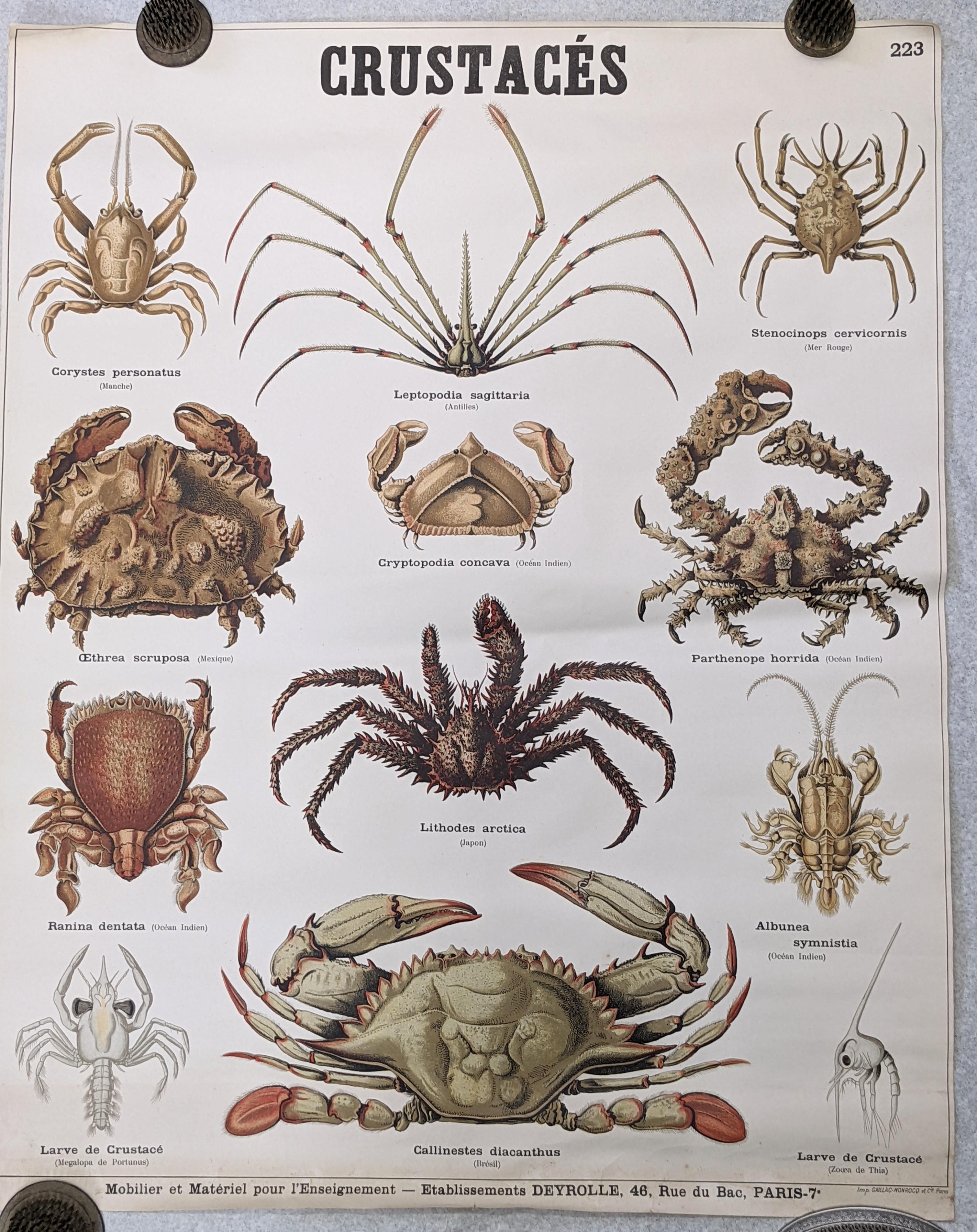 Paper Deyrolle Prints, Paris, Animal, Fauna and Flora For Sale