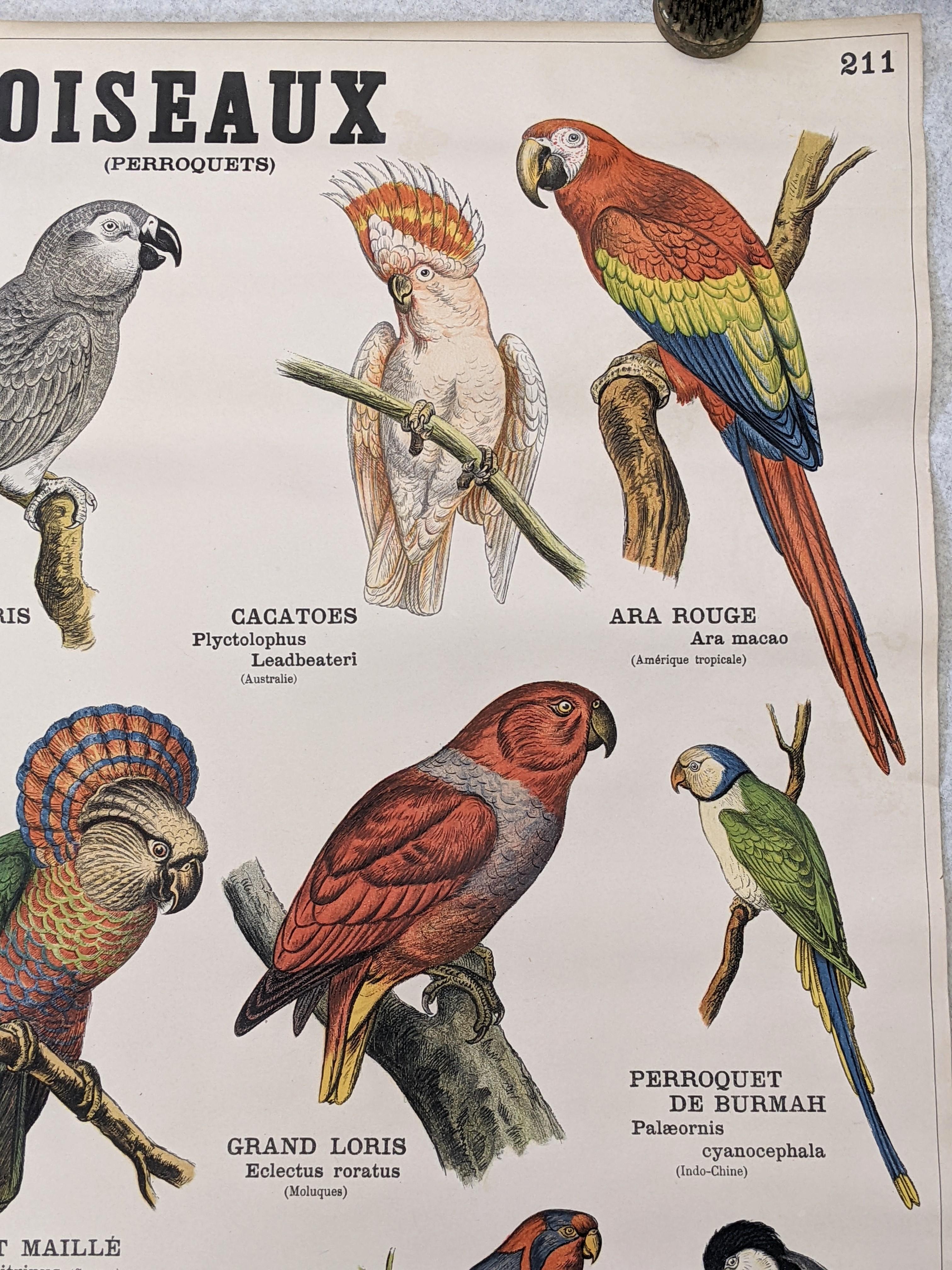 Deyrolle Prints, Paris, Animal, Fauna and Flora For Sale 1