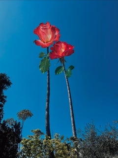 C'EST LE GENRE DE ROSES DONT JE PARLE !