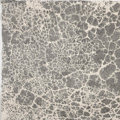 Cracks on Sampsonia (F)