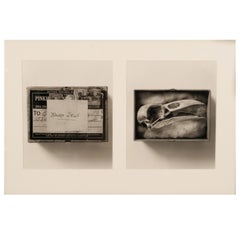 "Raven Skull" Diptych from Comparative Anatomy Portfolio Pacific Northwest 1993