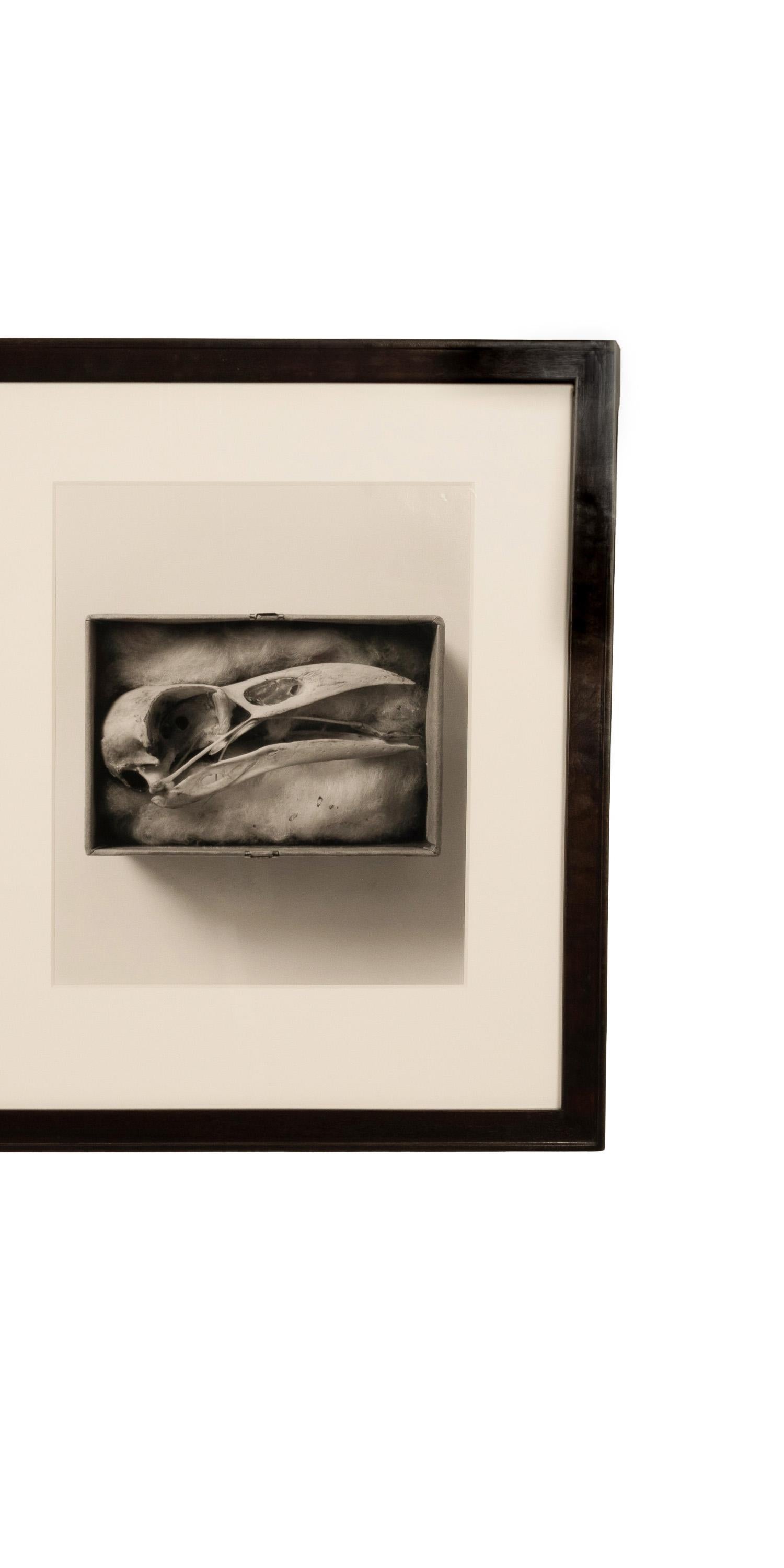 DIANNE KORNBERG (1945)
RAVEN SKULL, Diptyque du Portfolio d'anatomie comparée, 1993
Tirage à la gélatine argentique teintée au sélénium, édition 7/15. Encadré dans un bois dur de haute qualité avec des matériaux sans acide et anti-UV. 

Kornberg est