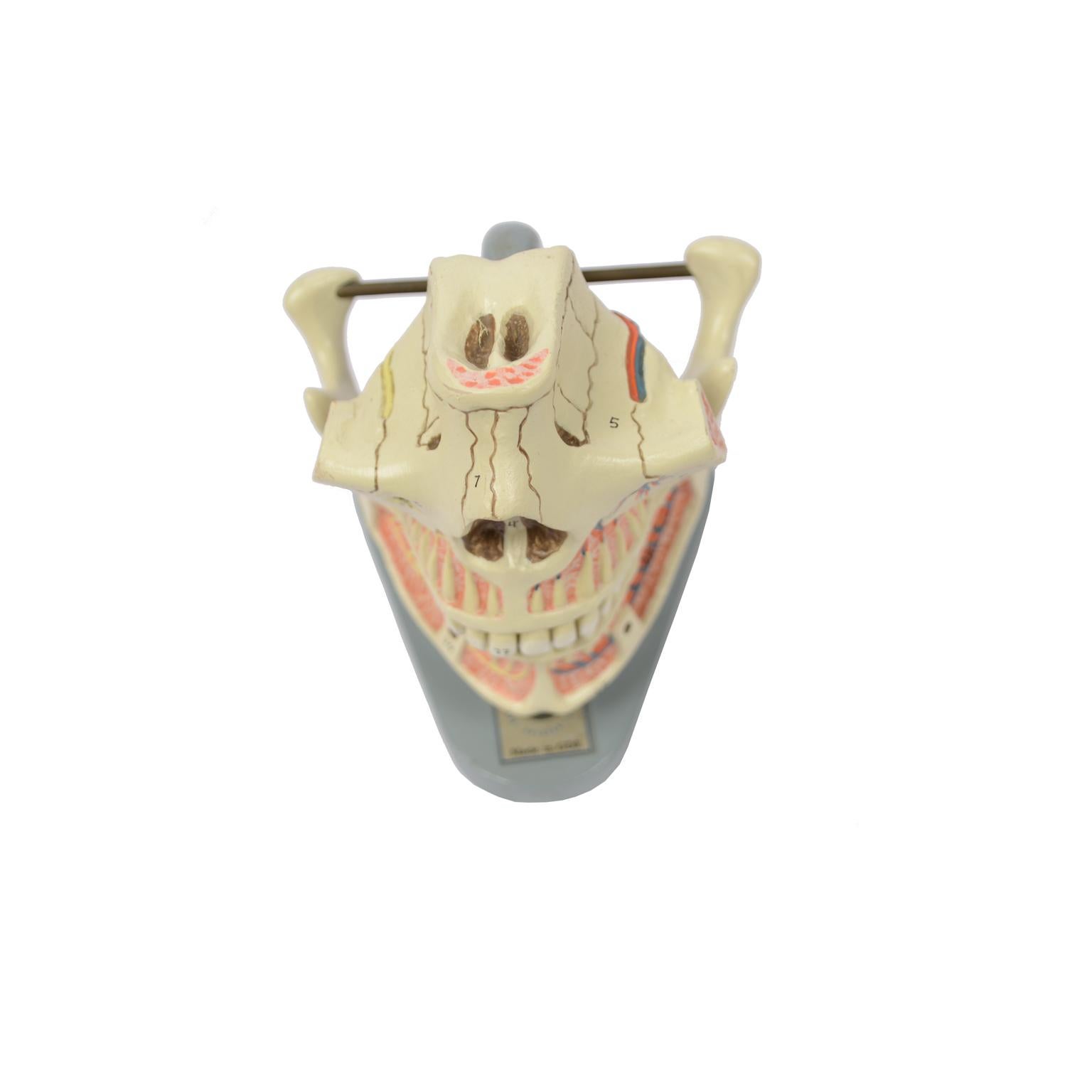 Didactic Anatomic Model of Mandible and Jaw Made in the 1950s 5