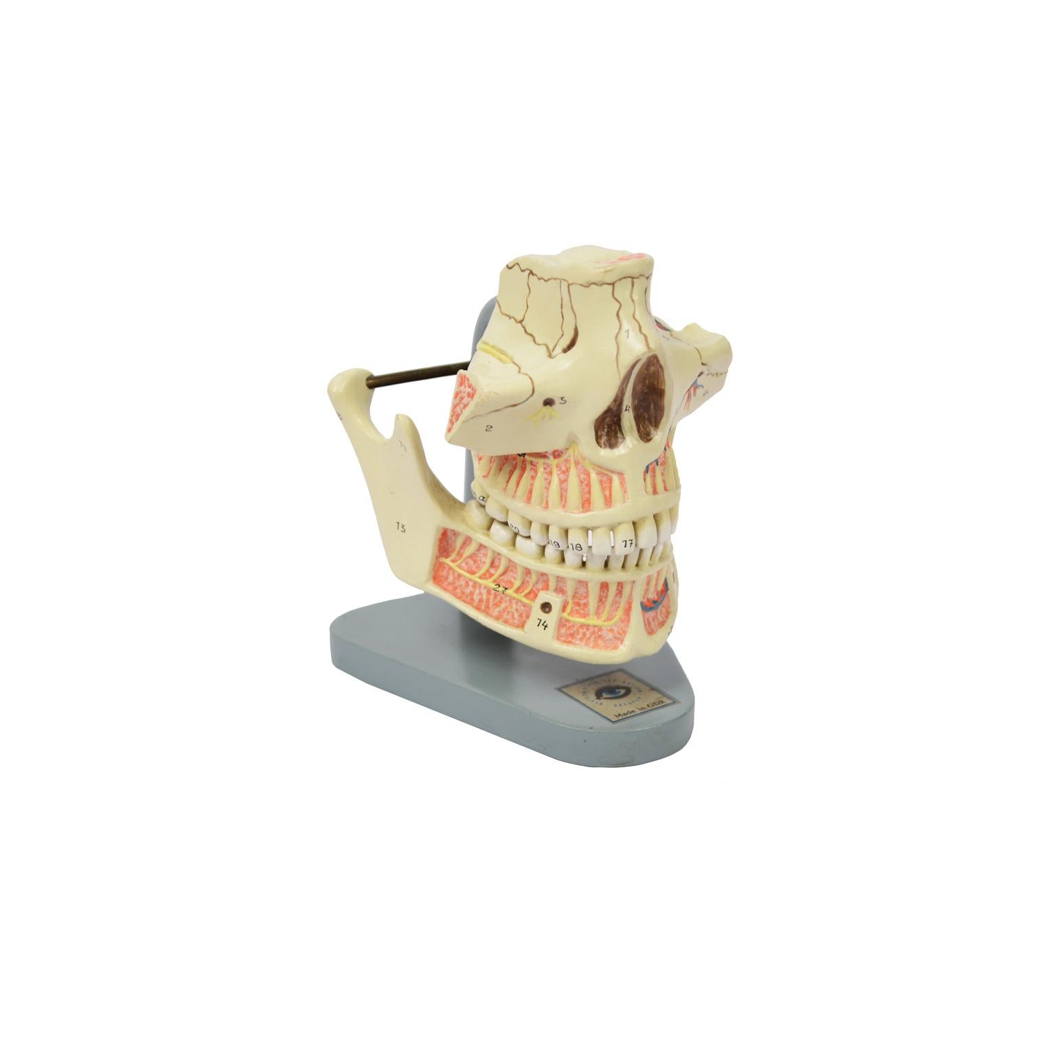 Anatomic model of a mandible and a complete jaw of the lower and upper dental arch made in ??the 1950s, made of hand-colored cellon and mounted on a bakelite base. The jaw, which is a fixed bone, is fixed to the jaw by a spring which allows to show