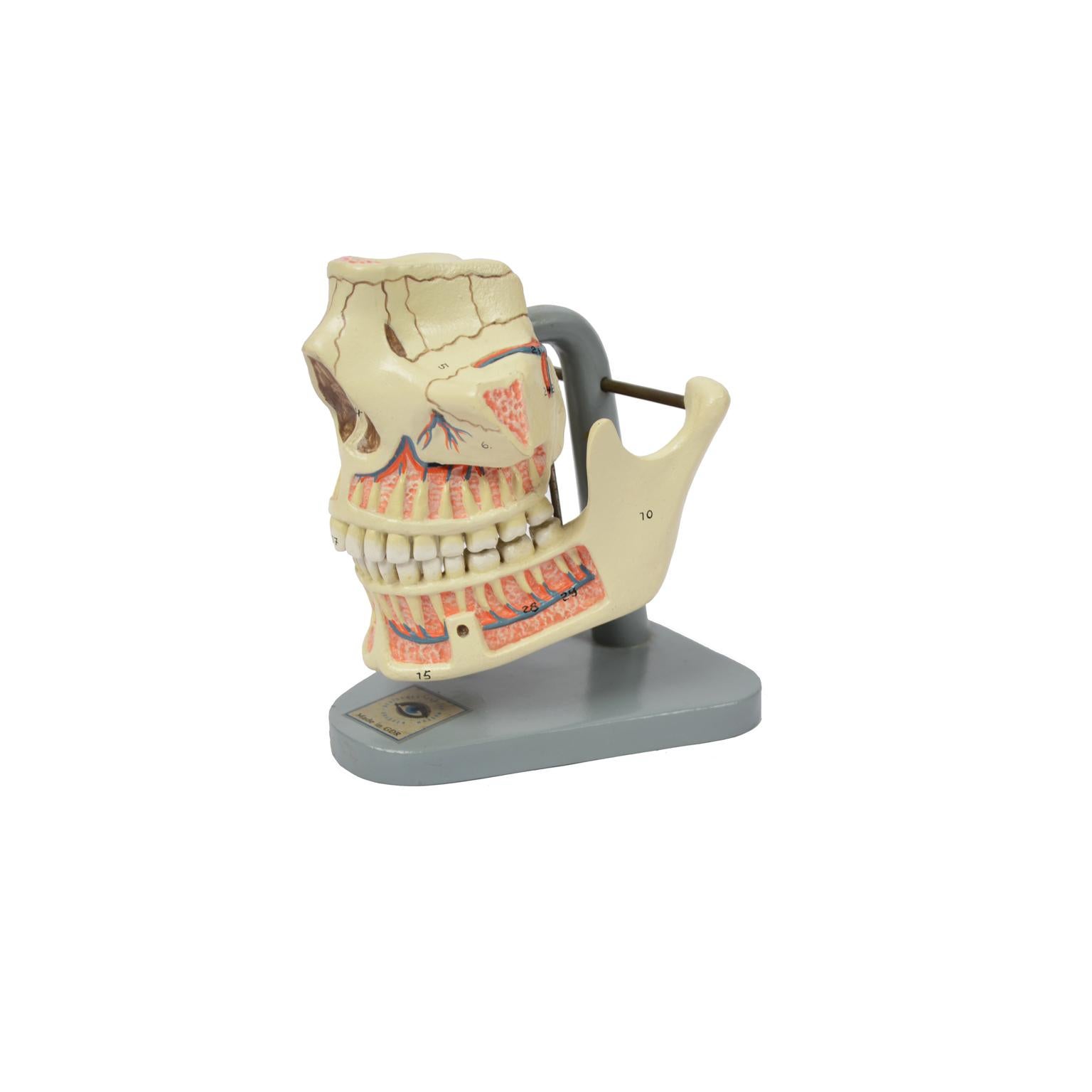 Mid-20th Century Didactic Anatomic Model of Mandible and Jaw Made in the 1950s