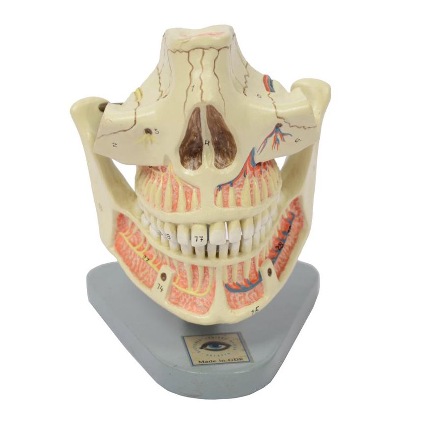 Didactic Anatomic Model of Mandible and Jaw Made in the 1950s