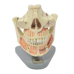 Didactic Anatomic Model of Mandible and Jaw Made in the 1950s