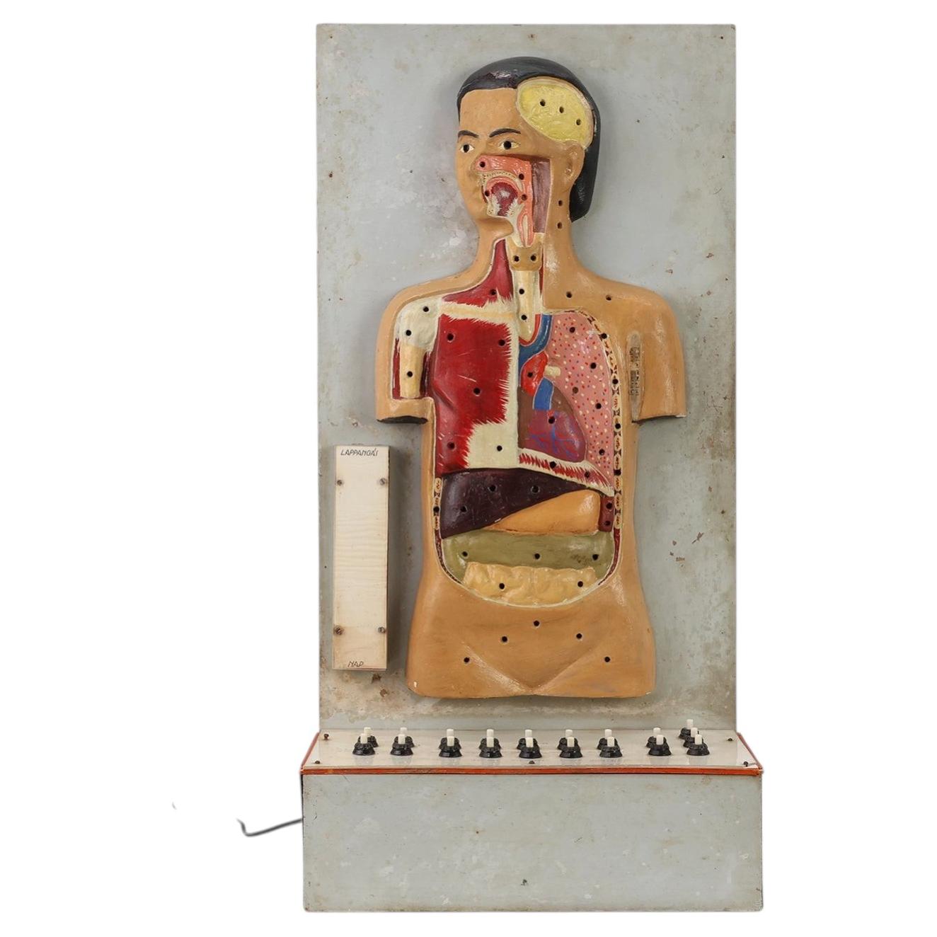 Didactic Anatomical Teaching Device, Hungary, Late 1920s