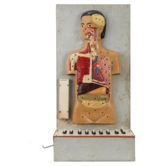 Didactic Anatomical Teaching Device, Hungary, Late 1920s