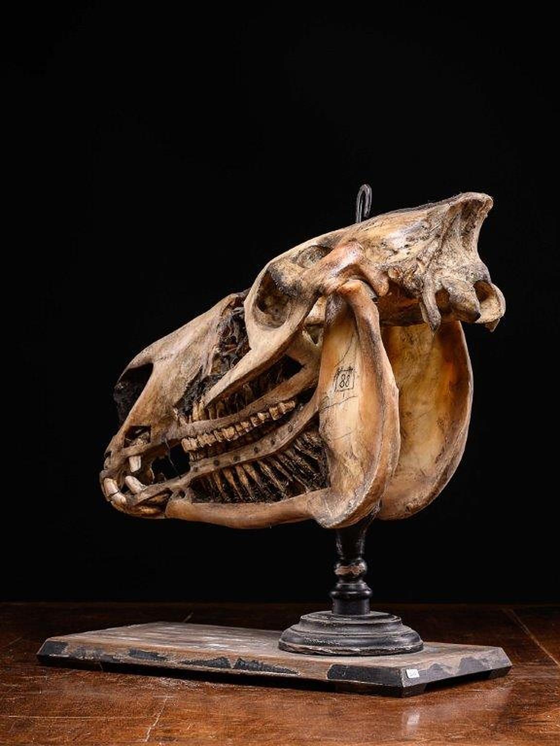 The horse skull has been opened up on one side showing the inplant of the teeth below the gum line and the inside of the cranium.