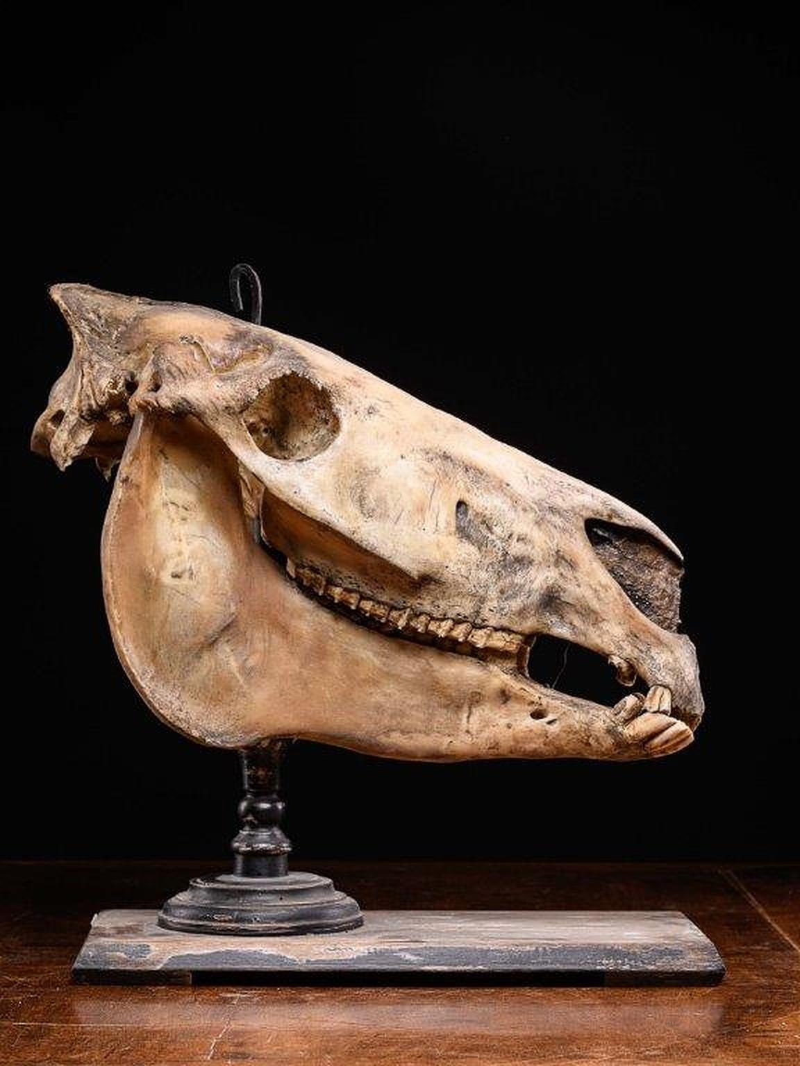Tierhaut im Didactic Horseskull, vor 1947. (Handgefertigt) im Angebot