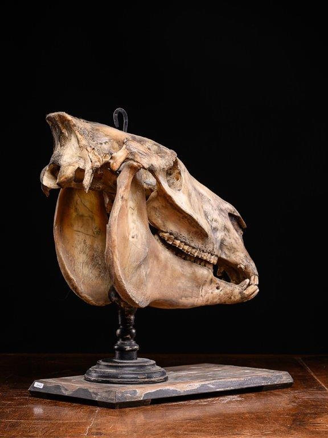 Tierhaut im Didactic Horseskull, vor 1947. im Zustand „Gut“ im Angebot in Leuven , BE