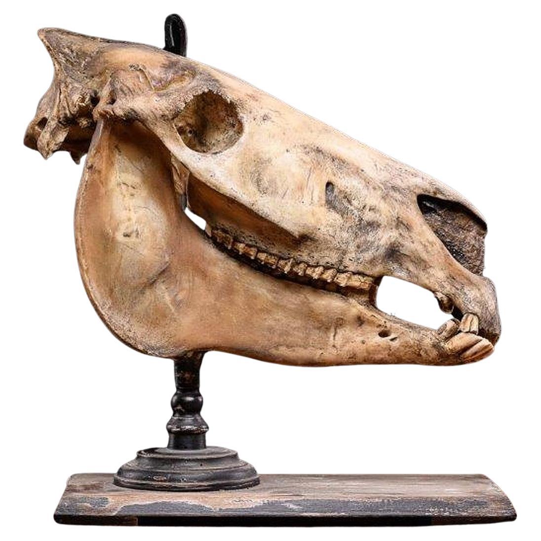 Tierhaut im Didactic Horseskull, vor 1947. im Angebot