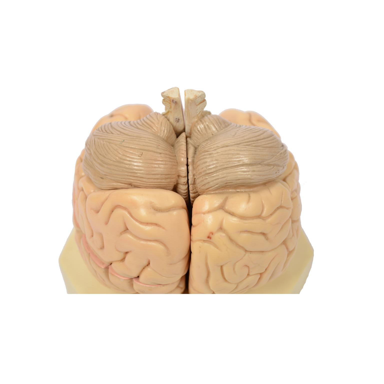Didactic Model of a Human Brain 1950s 6
