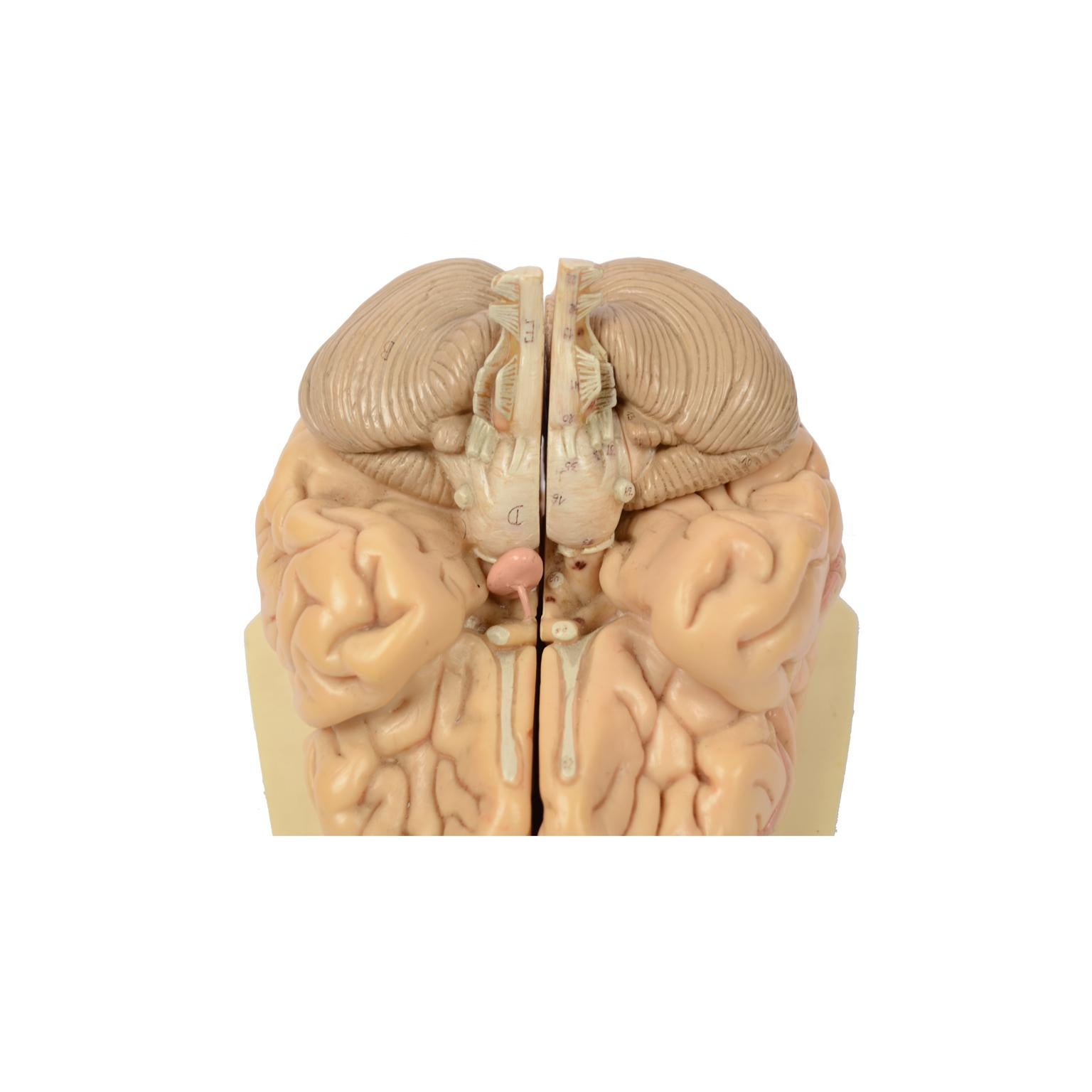Didactic Model of a Human Brain 1950s 7