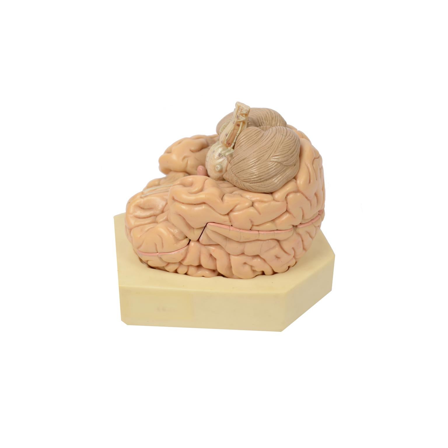 Didactic model of a human brain that can be dismounted into 4 parts placed on a base. Made of hand-colored resin in the 1950s by Somso, German company active since the second half of the 19th century, always recognized as an excellence in the