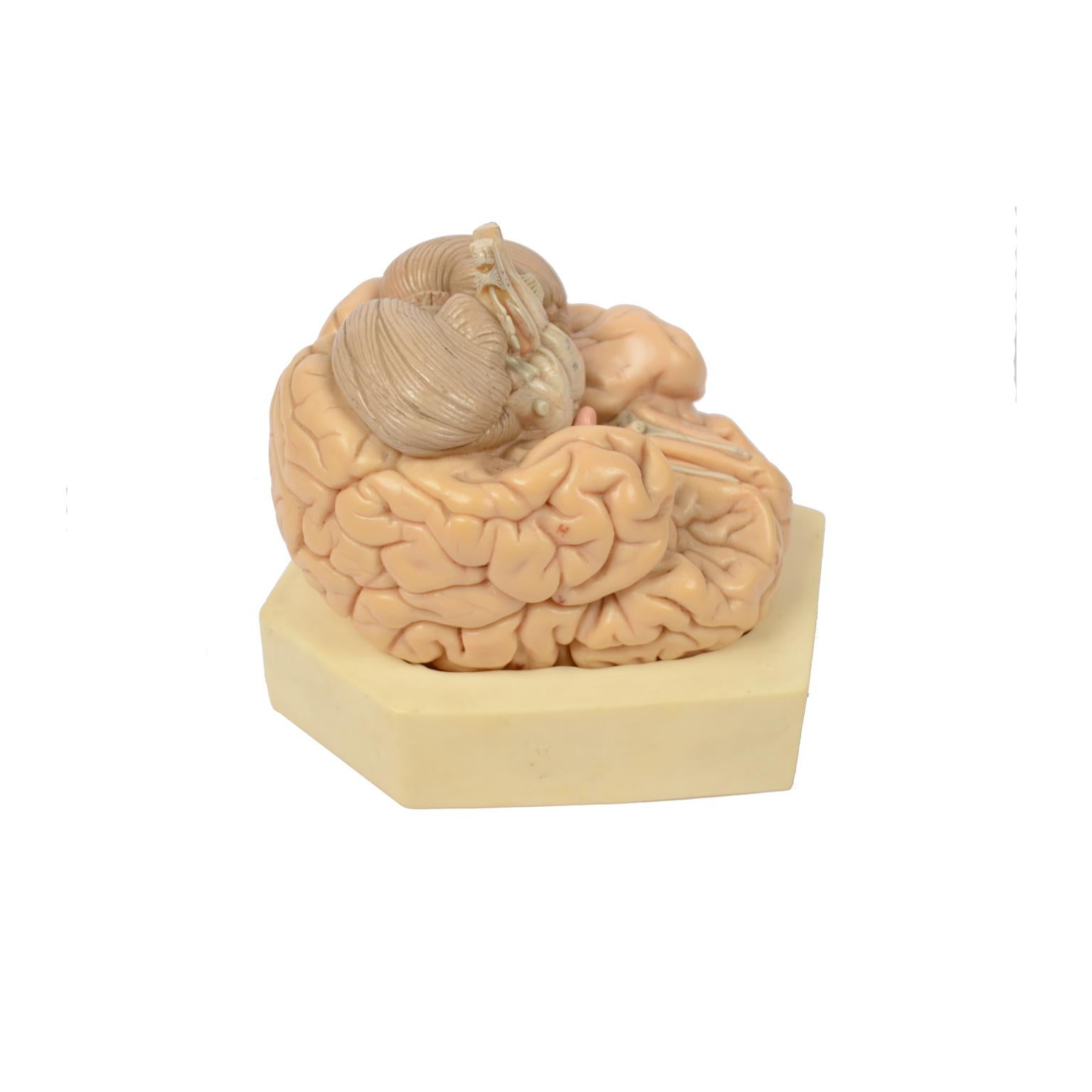 German Didactic Model of a Human Brain 1950s