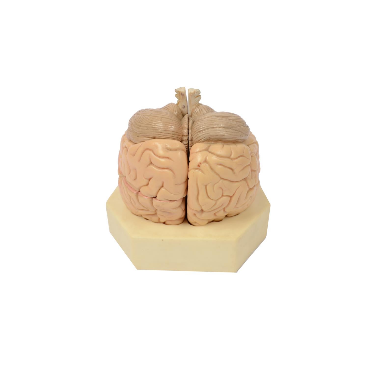 Didactic Model of a Human Brain 1950s In Good Condition In Milan, IT