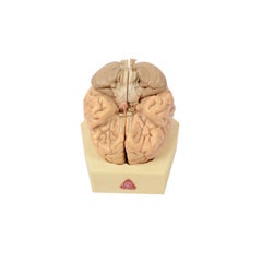 Vintage Didactic Model of a Human Brain 1950s
