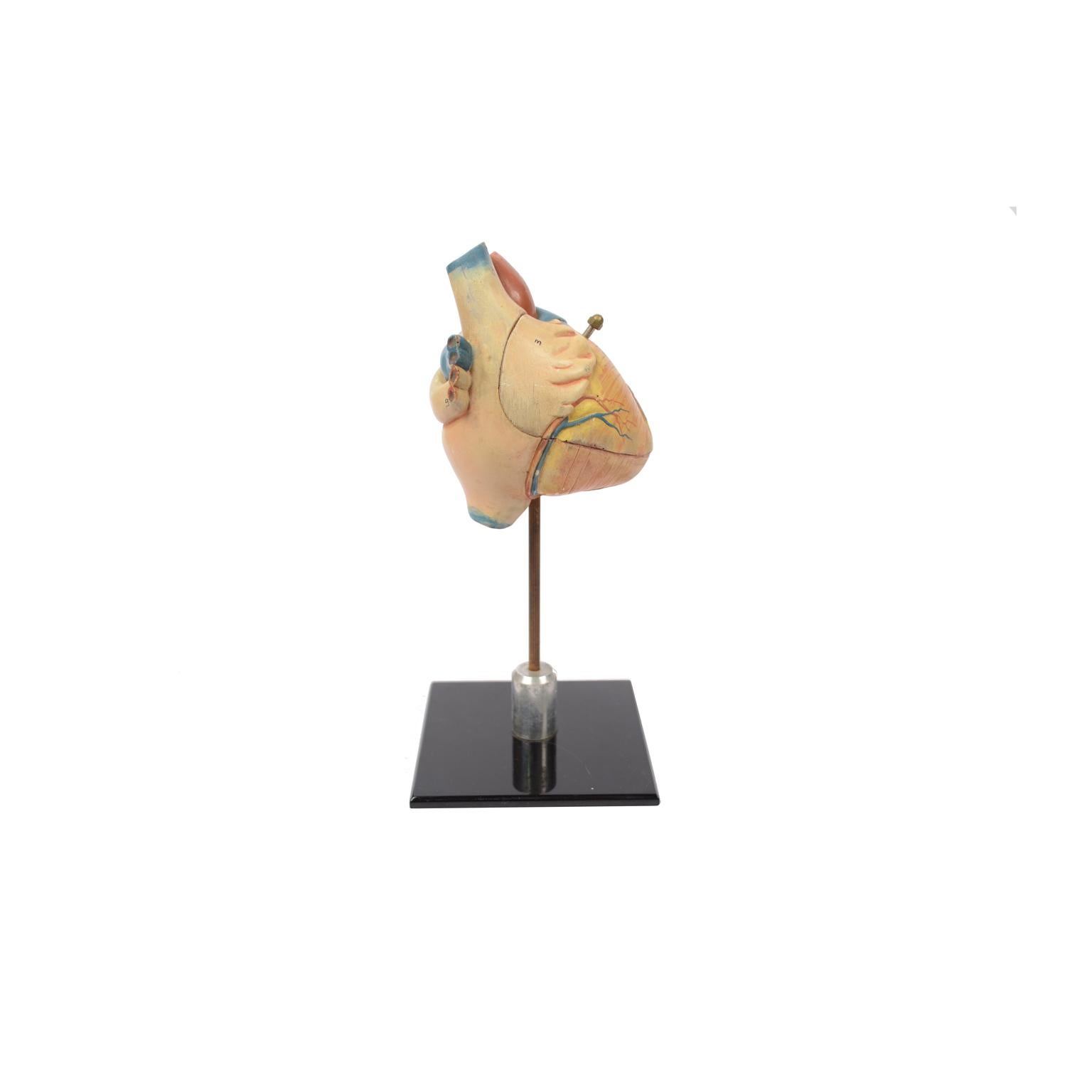 Didactic Model of a Small Heart, 1950s In Good Condition In Milan, IT