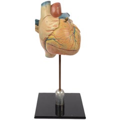Didactic Model of a Small Heart, 1950s
