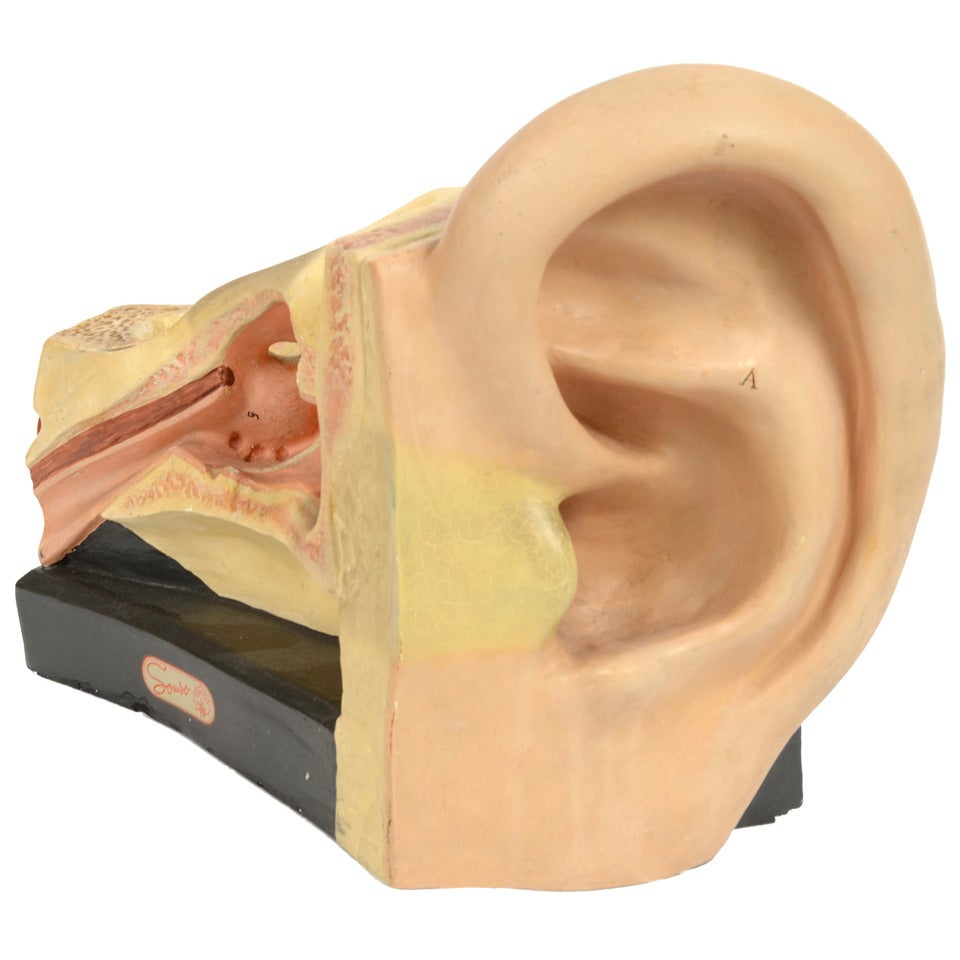 Modèle didactique de l'oreille humaine, en plâtre peint, réalisé dans les années 1950 par Somso, une entreprise allemande active depuis la seconde moitié du XIXe siècle, connue pour son excellence dans le développement de modèles scientifiques, le