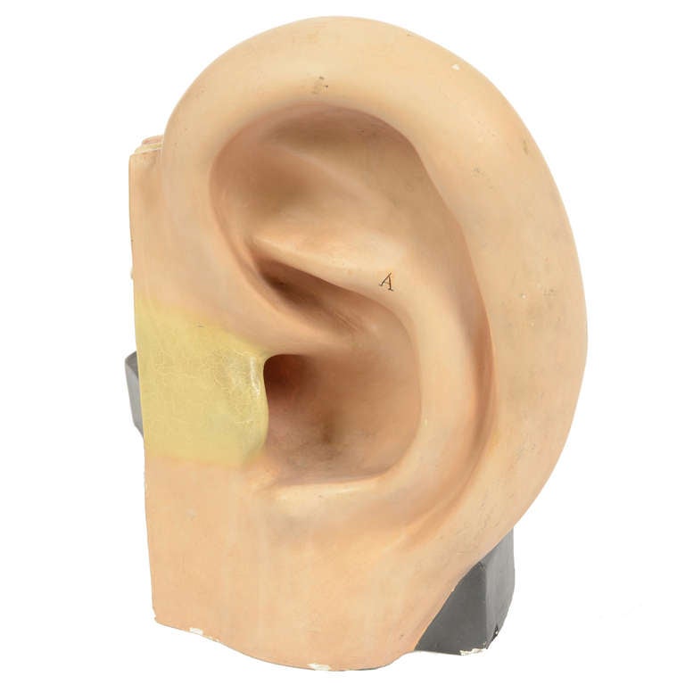 planche anatomique oreille