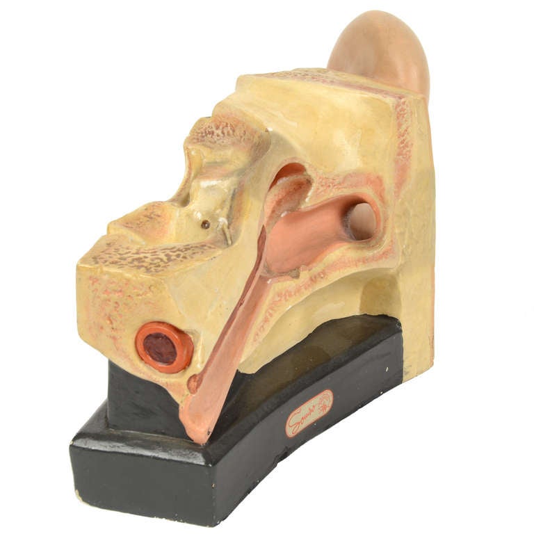 Mid-20th Century Antique Anatomical Model of the Human Ear Painted Plaster by Somso 1950s For Sale