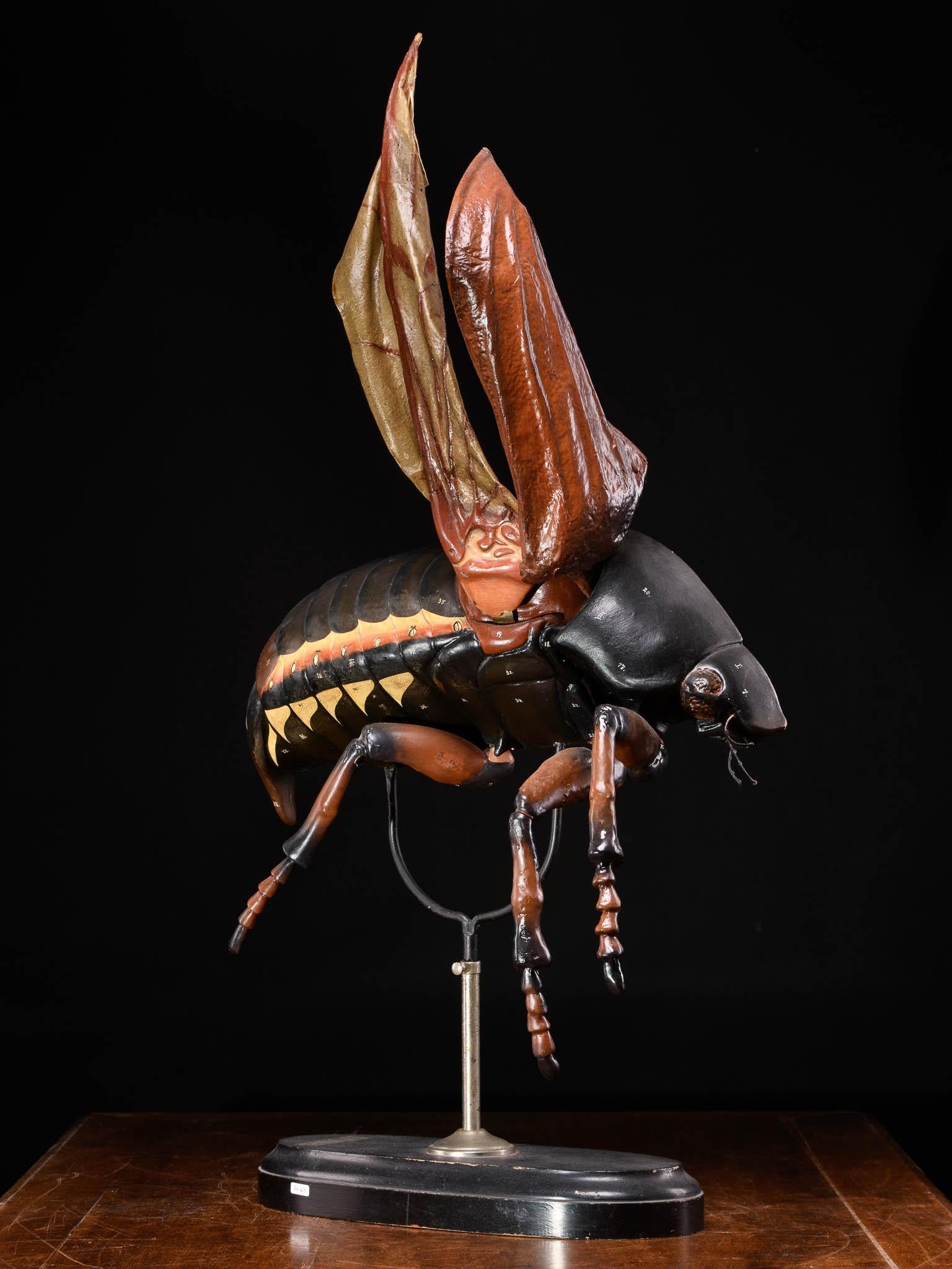 German Didactical Model of Cockchafer or May bug sold by the “ Denoyer-Geppert Company For Sale