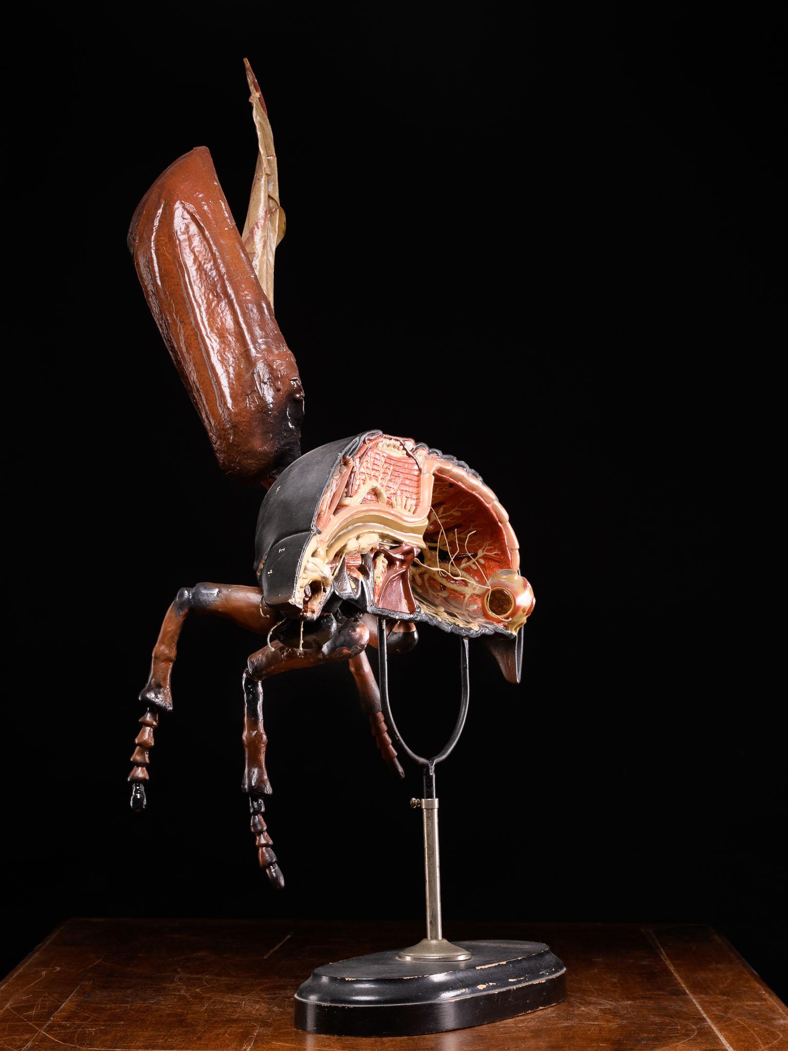 Didactical Modell des Cockchafer- oder May-Mückens, verkauft von der Denoyer-Geppert Company (Handgefertigt) im Angebot