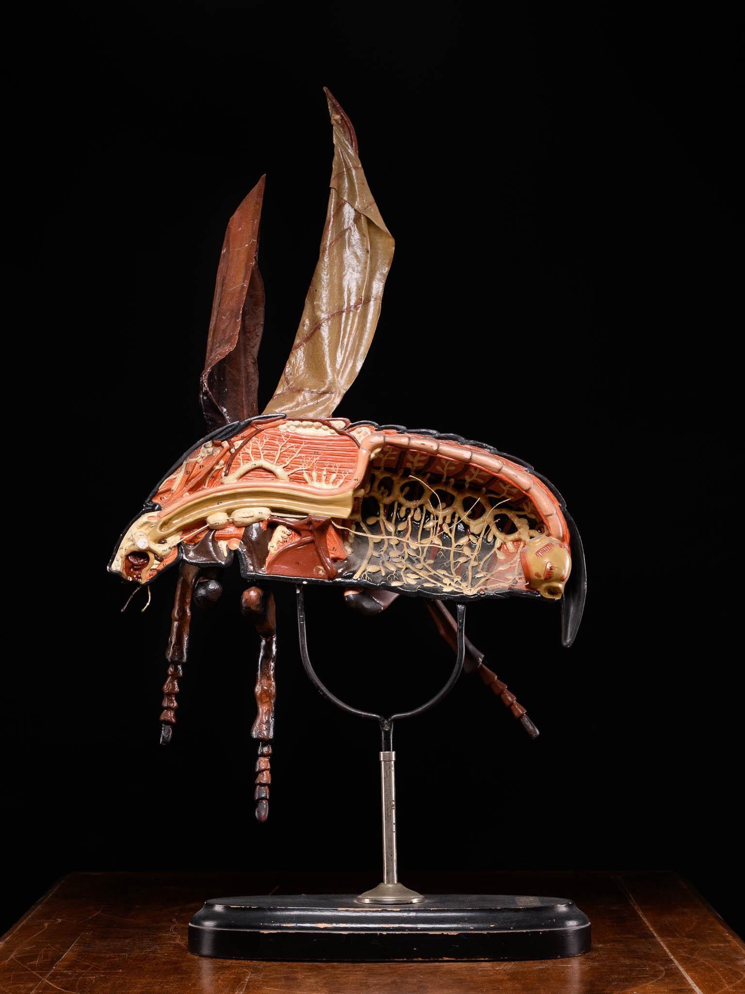 Modèle didactique de Cockchafer ou d'insecte de May vendu par la société Denoyer-Geppert Bon état - En vente à Leuven , BE