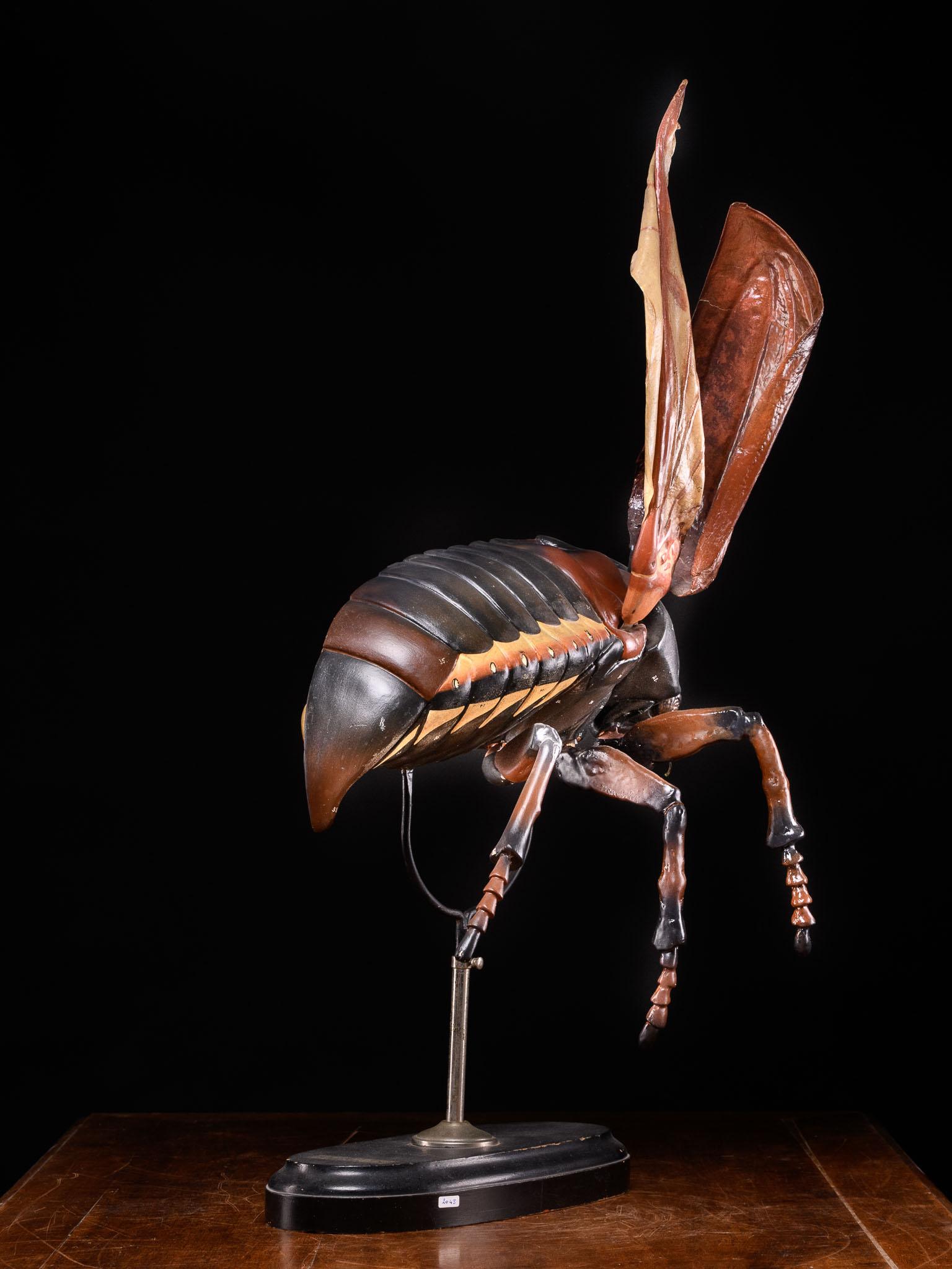 Didactical Model of Cockchafer or May bug sold by the “ Denoyer-Geppert Company For Sale 1