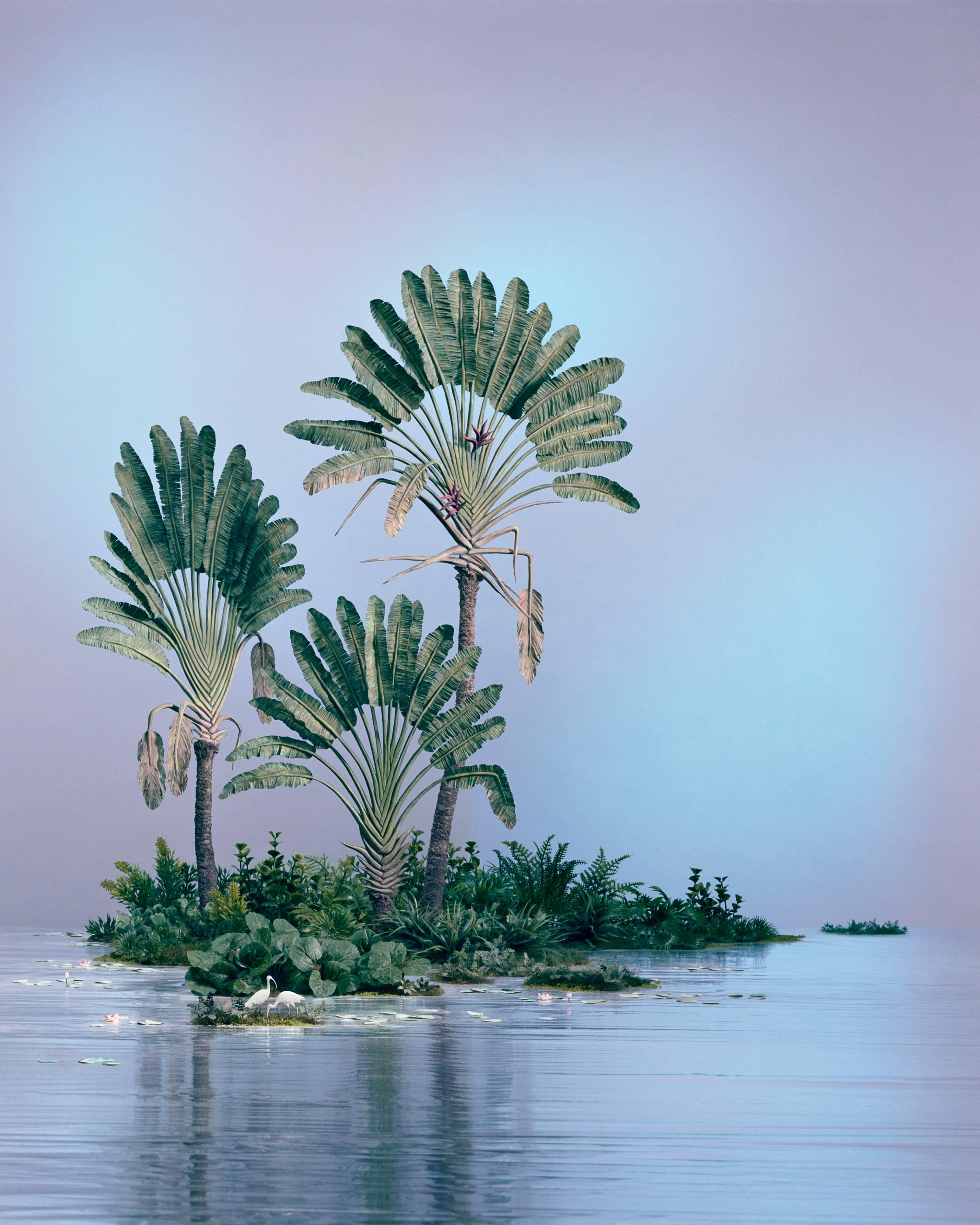Didier Massard Landscape Photograph - Traveller Palms